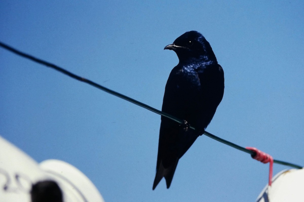 Purple Martin - ML646665963