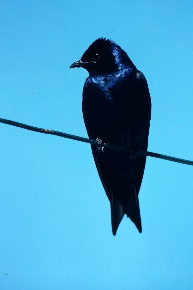 Purple Martin - ML646665964