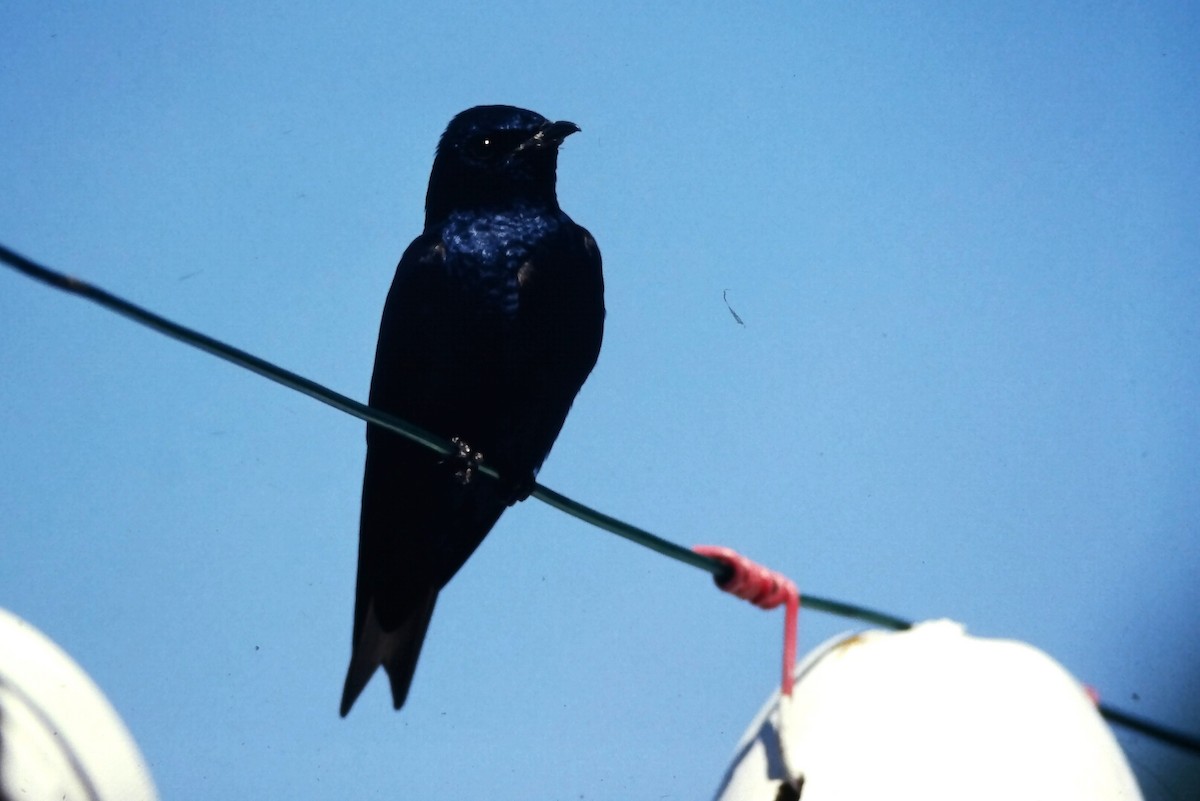 Purple Martin - ML646665965