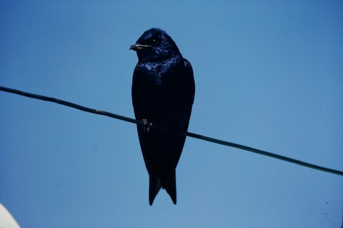 Purple Martin - ML646665966
