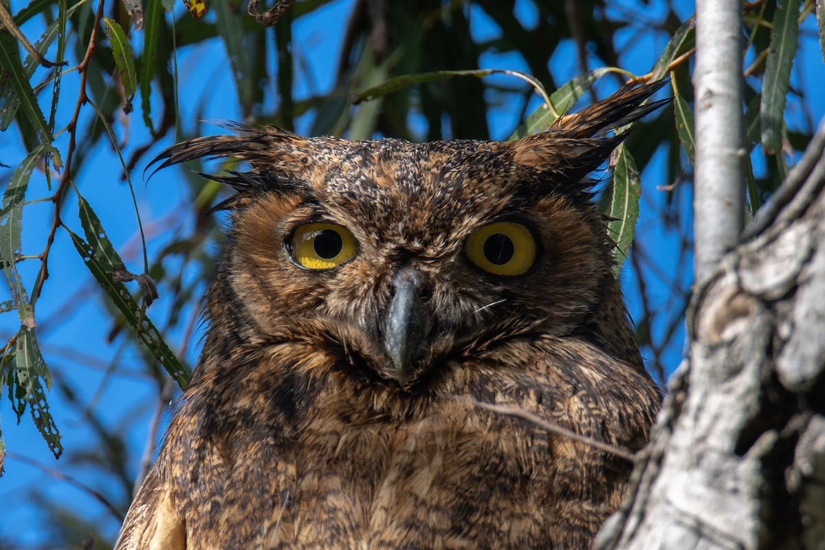 Great Horned Owl - ML646665967