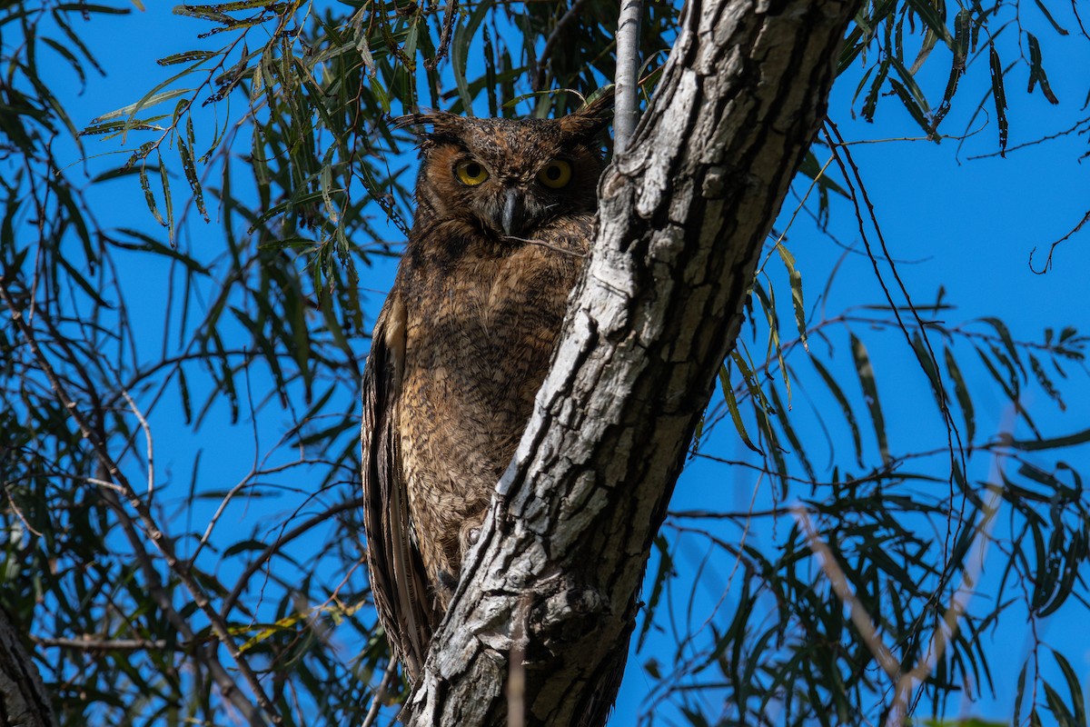 Great Horned Owl - ML646665969