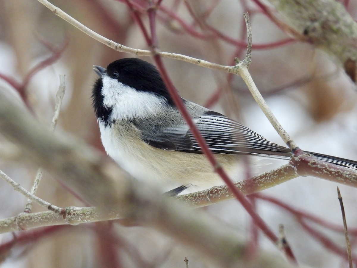 Schwarzkopfmeise - ML646665970