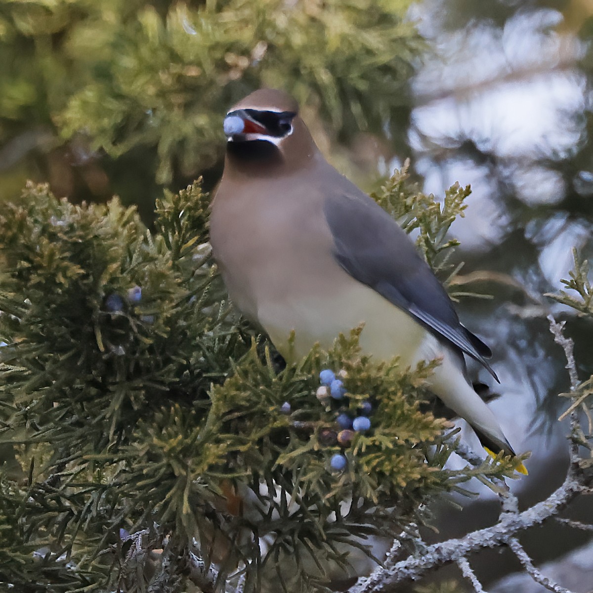 Cedar Waxwing - ML646665971