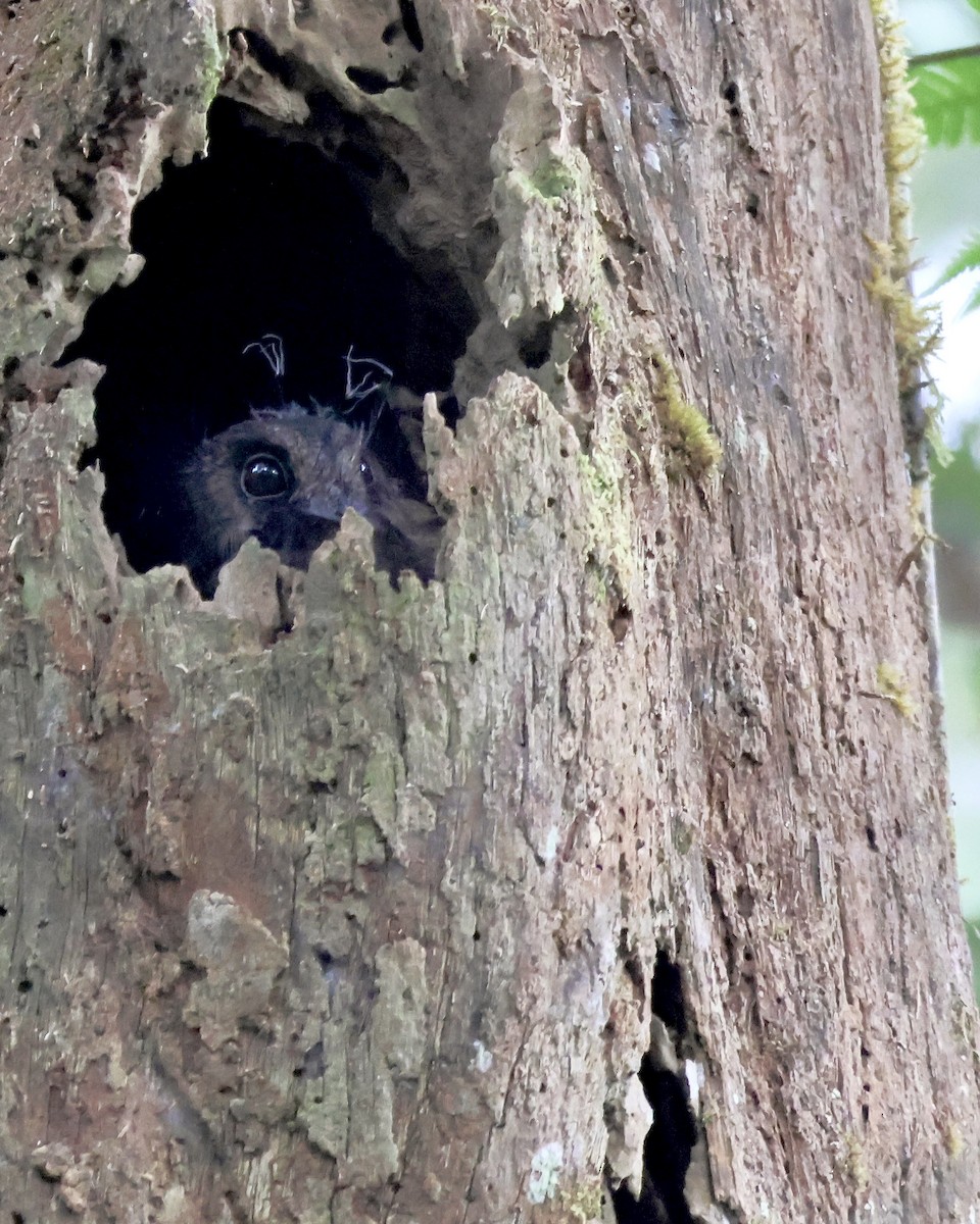 Höhlenschwalm, unbestimmt - ML646665972