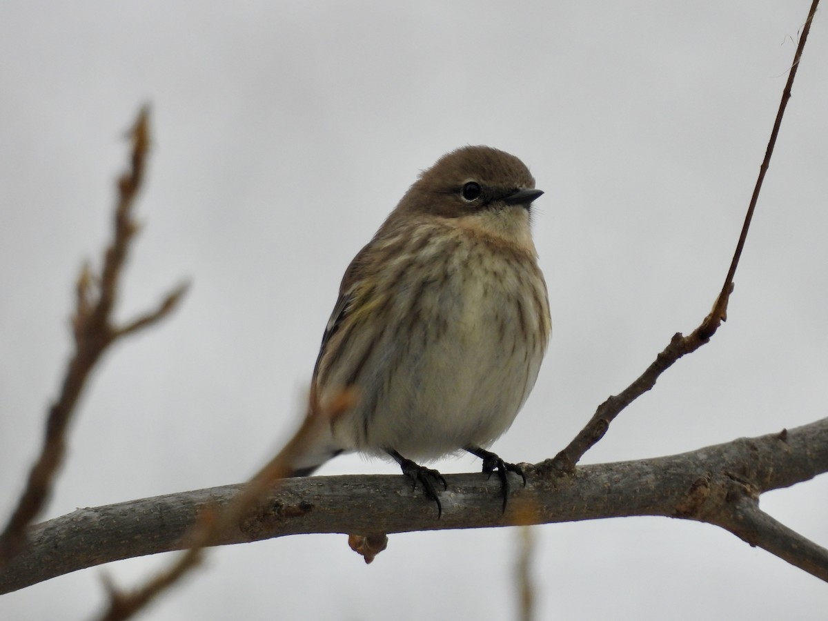 Kronenwaldsänger - ML646665973