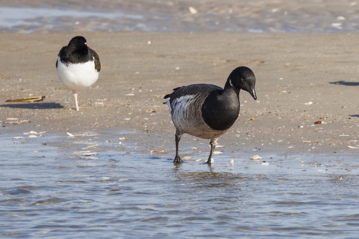 Brant (Pale-bellied) - ML646665974