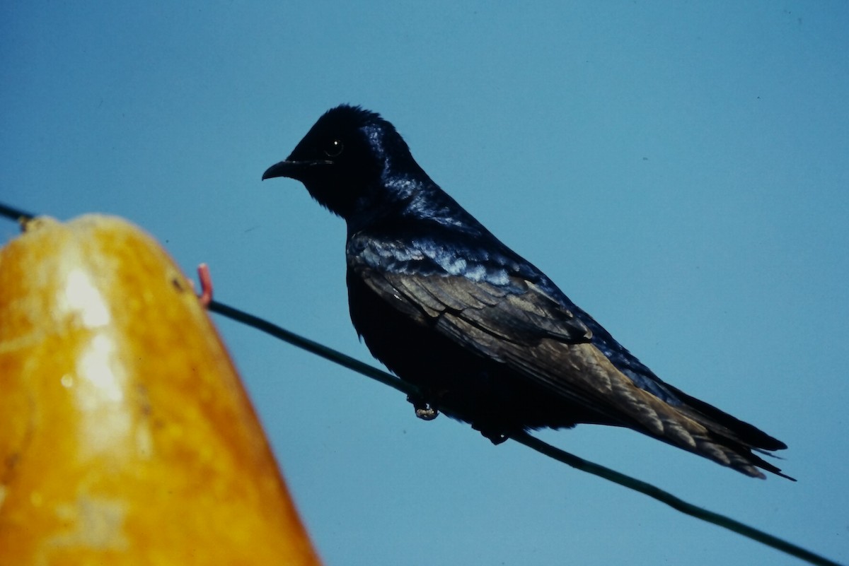 Purple Martin - ML646665975