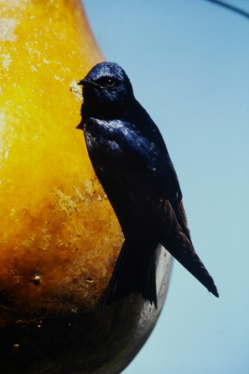 Purple Martin - ML646665976