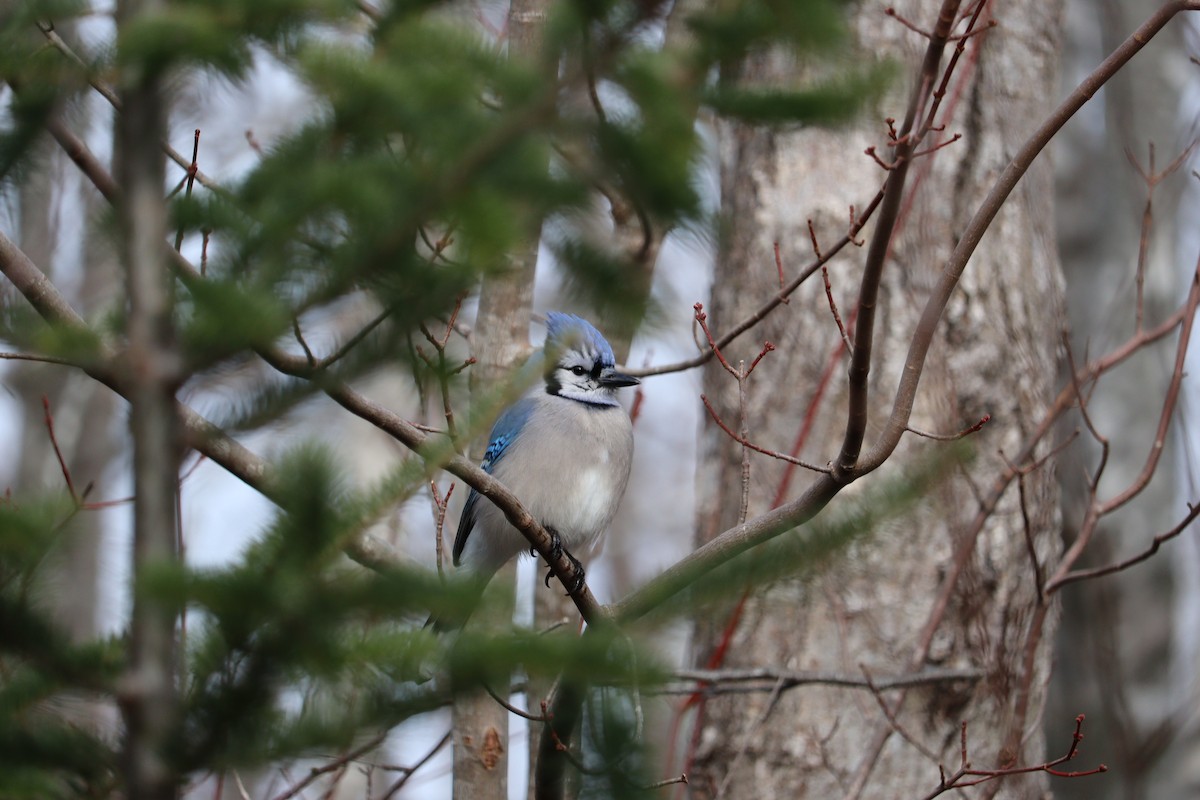 blåskrike - ML646665978