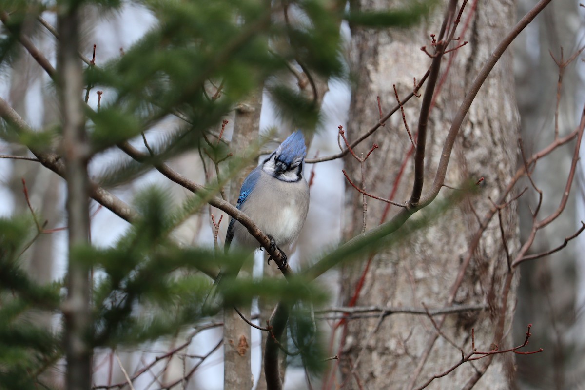 blåskrike - ML646665979