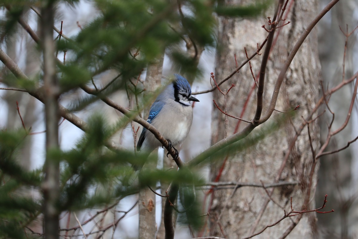 blåskrike - ML646665980