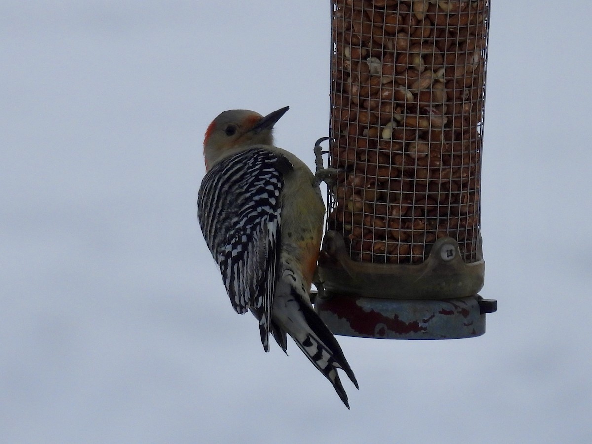 Carolinaspecht - ML646665981