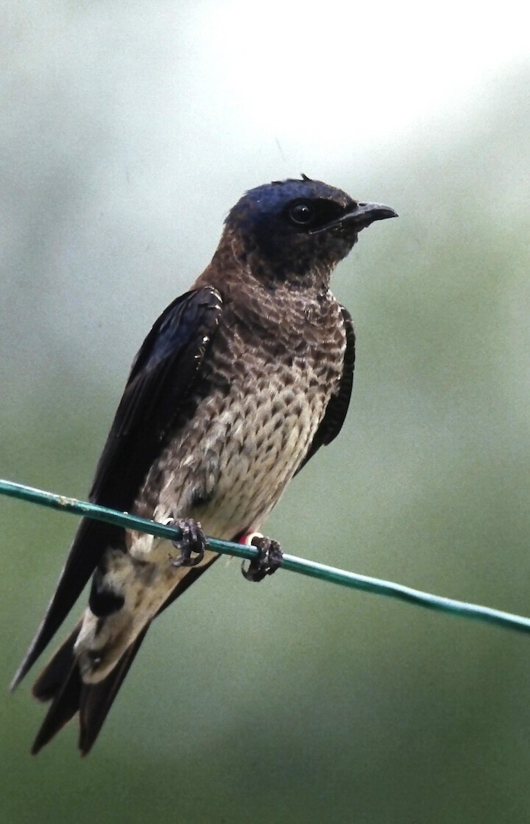 Purple Martin - ML646665992