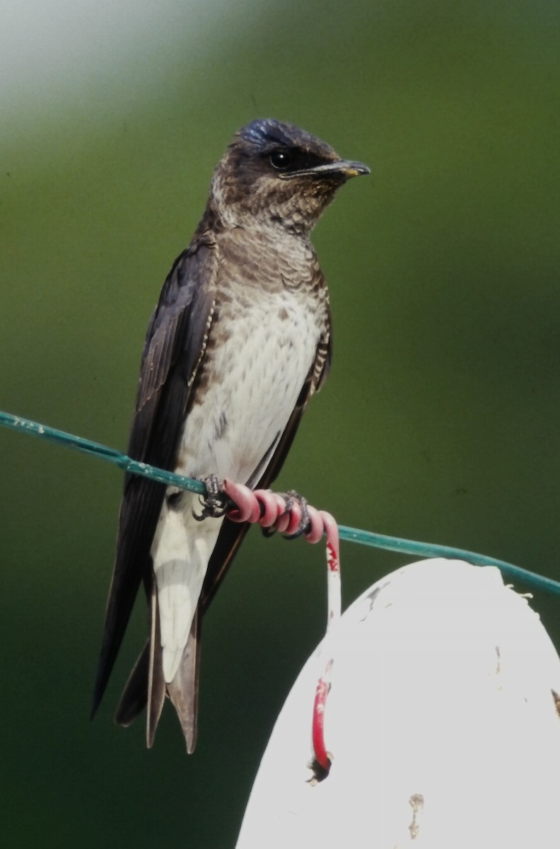 Purple Martin - ML646665993