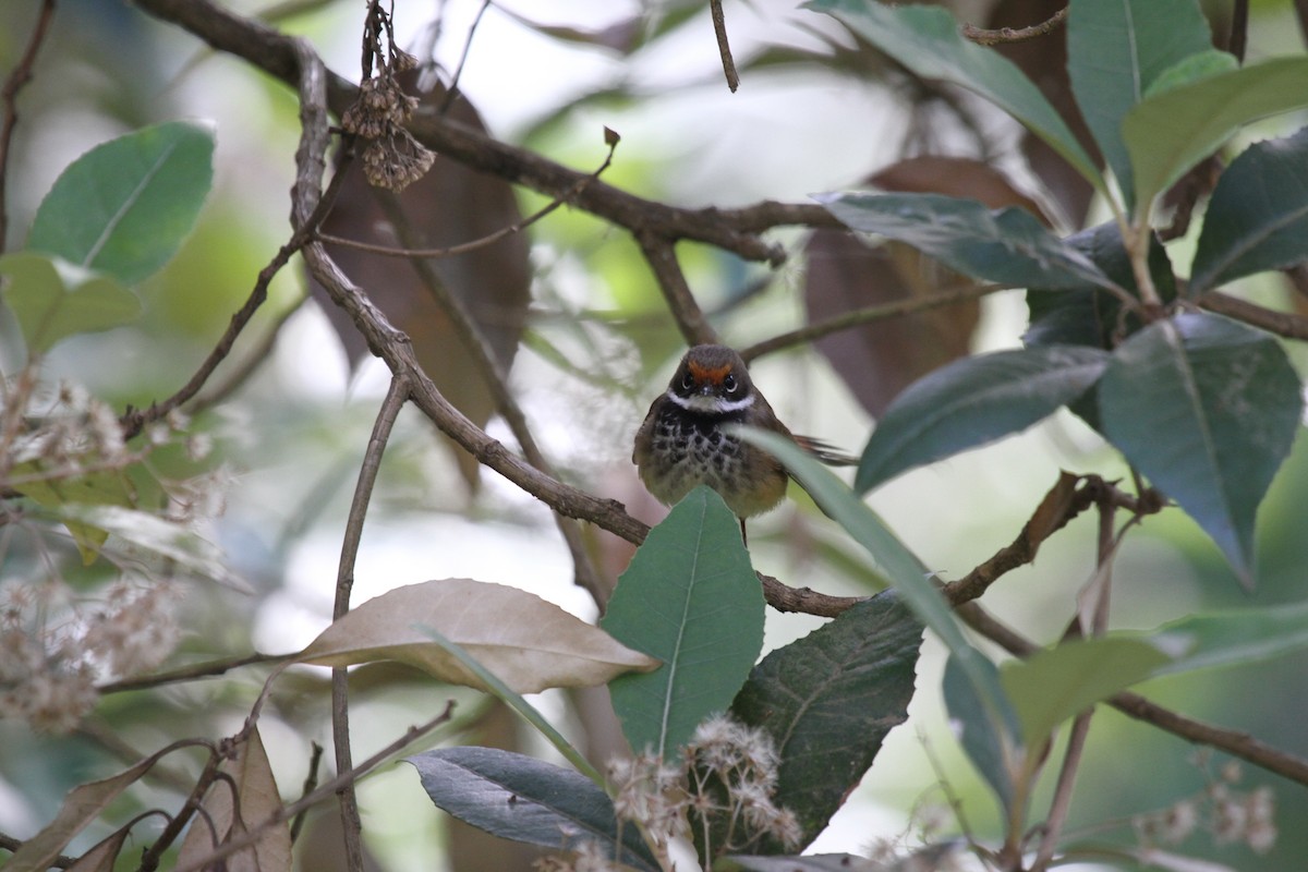 Australian Rufous Fantail - ML646665994