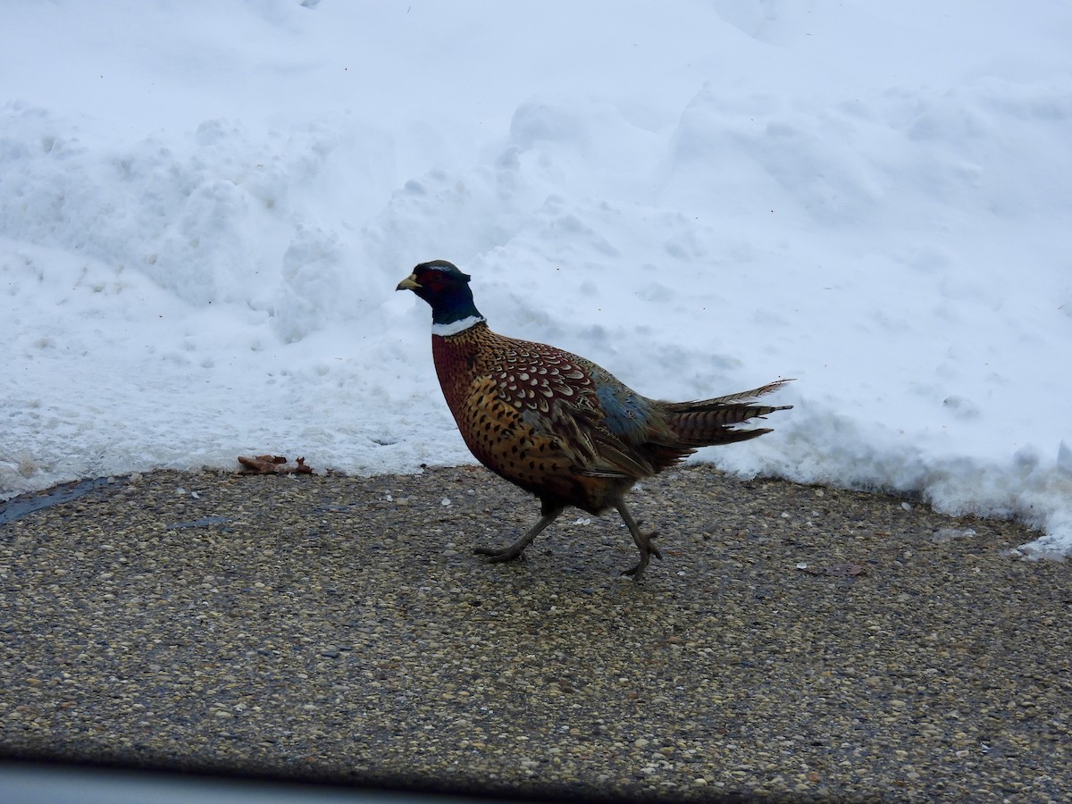 Jagdfasan - ML646665996