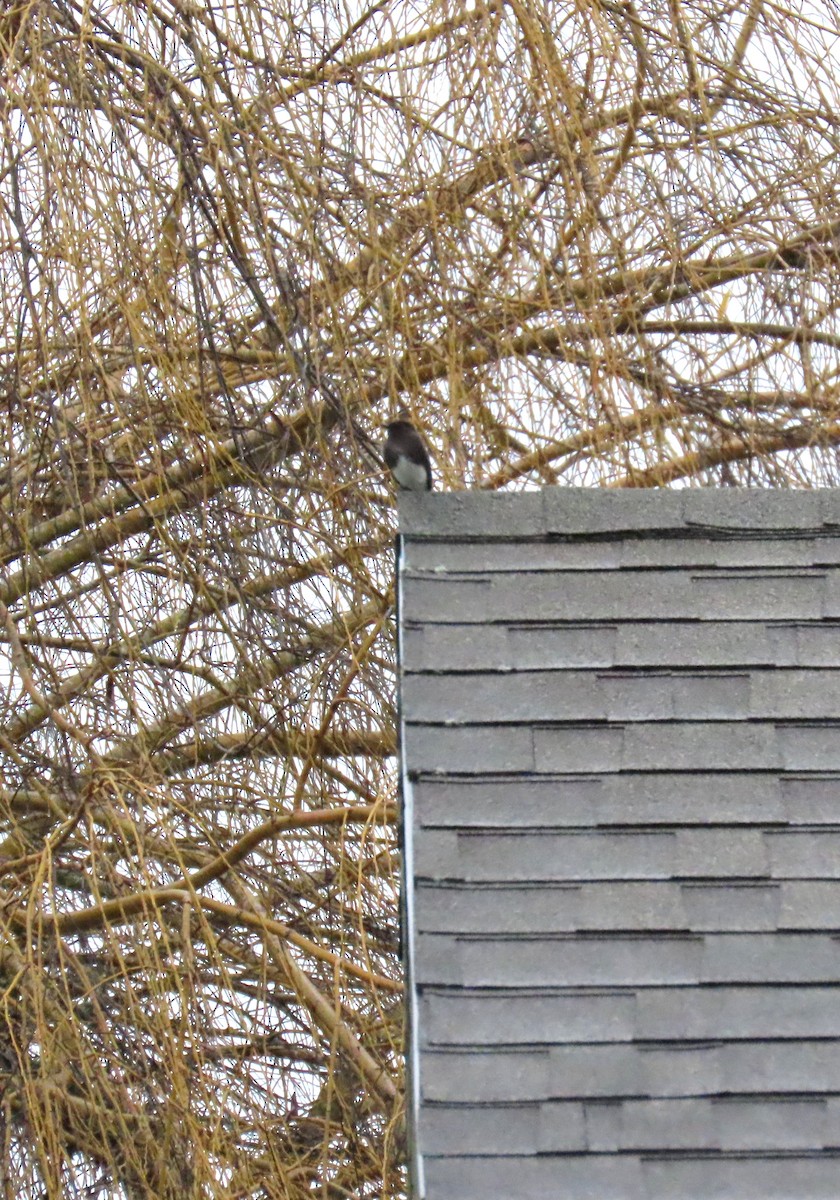 Black Phoebe - ML646665998