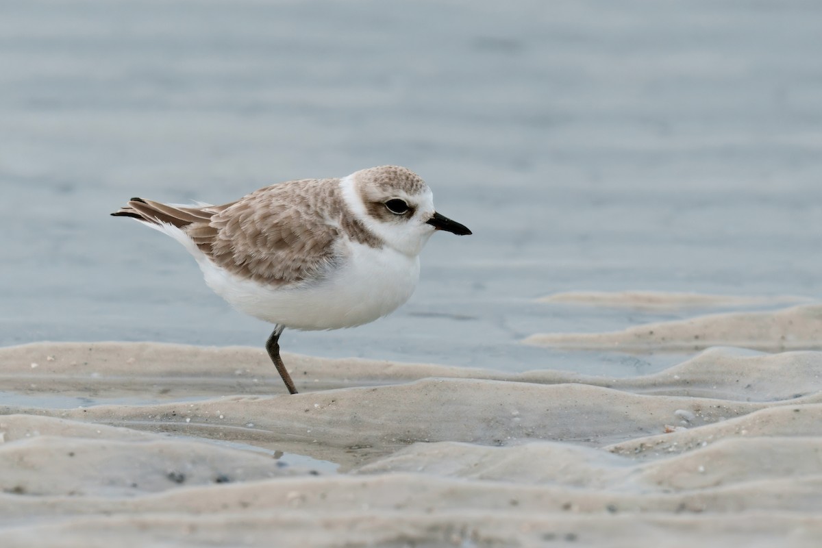 Snowy Plover - ML646666000