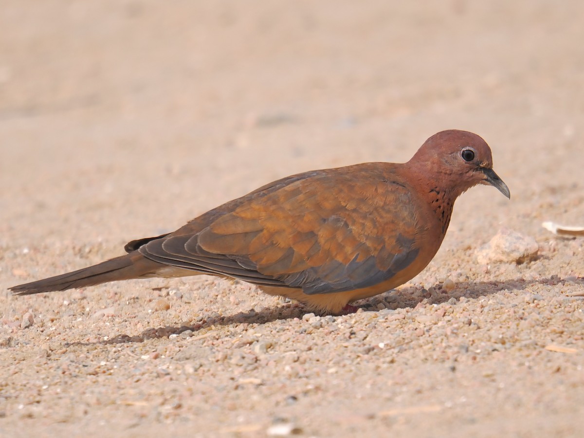 Laughing Dove - ML646666001