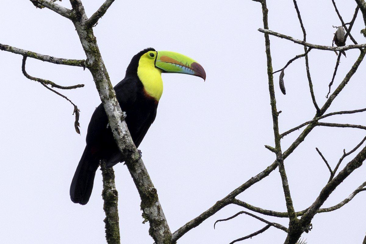 Fischertukan - ML646666003