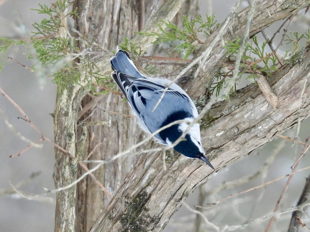 Weißbrustkleiber - ML646666004