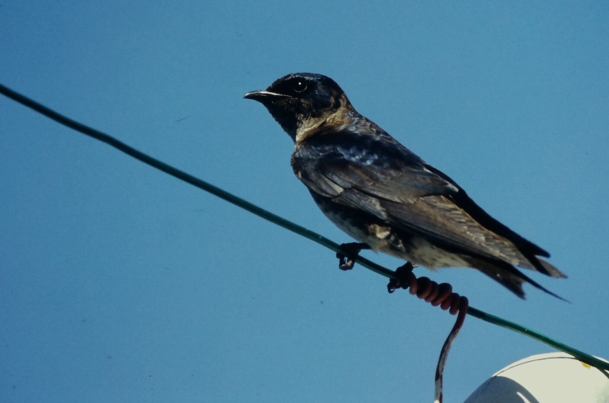 Purple Martin - ML646666005