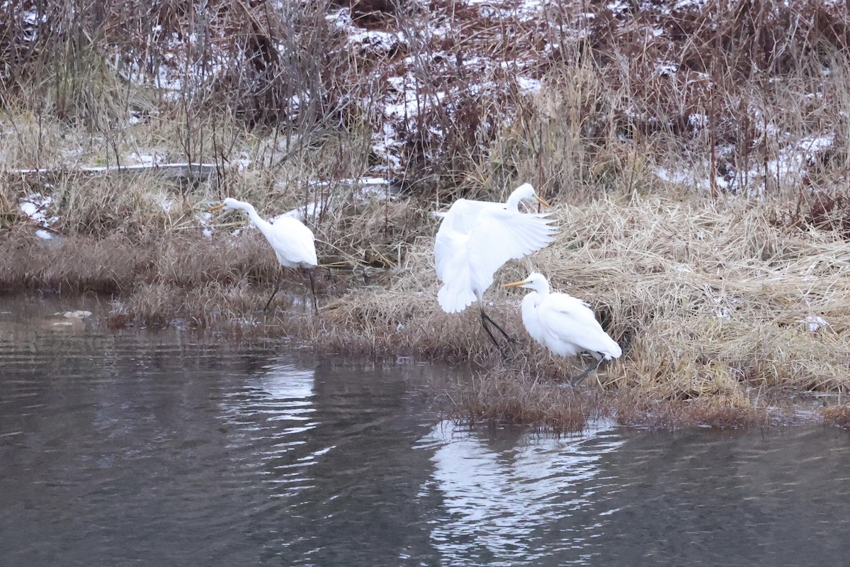 Airone bianco maggiore - ML646666006