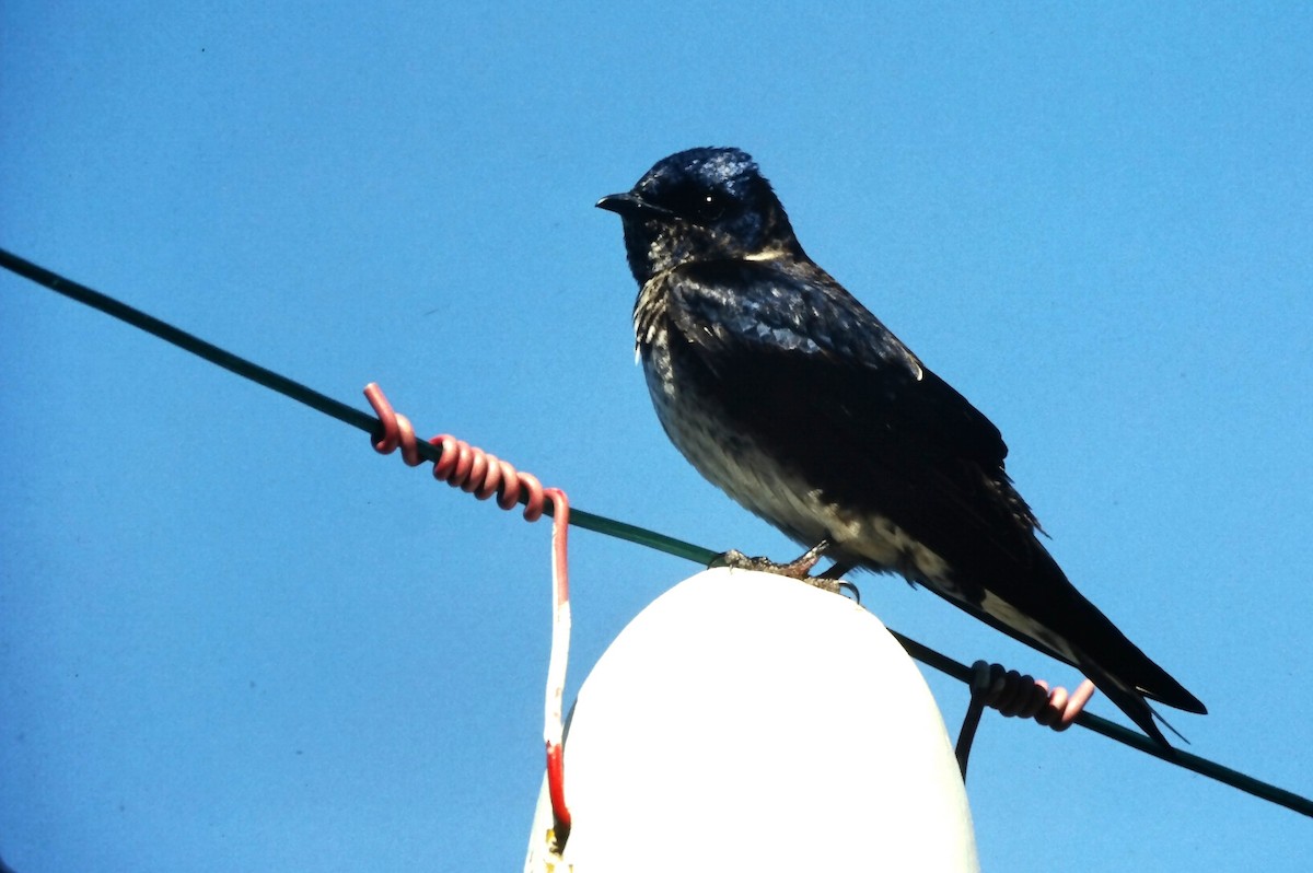 Purple Martin - ML646666007