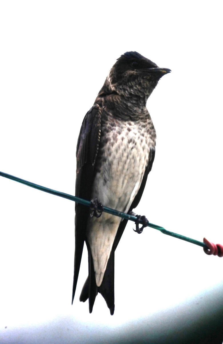 Purple Martin - ML646666008