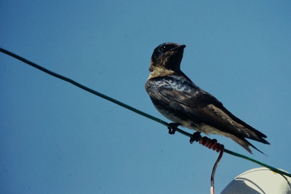 Purple Martin - ML646666009