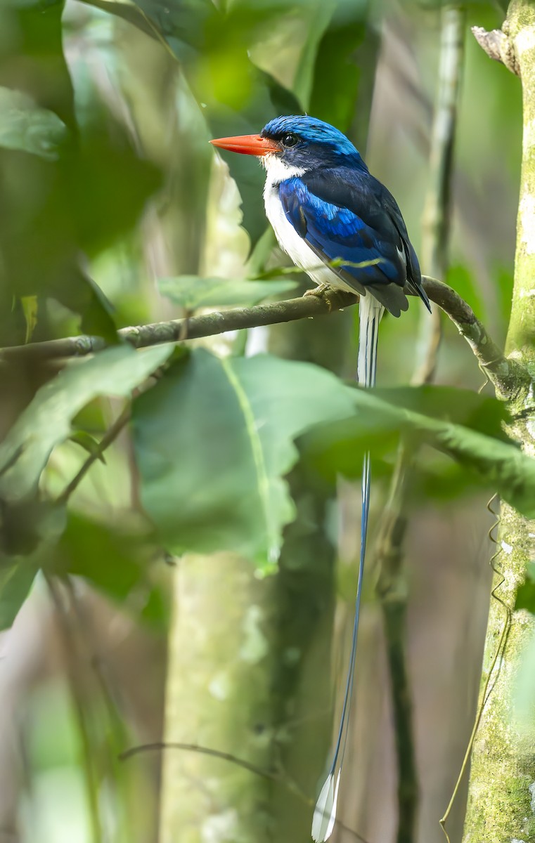 Alción Colilargo Común - ML646666010