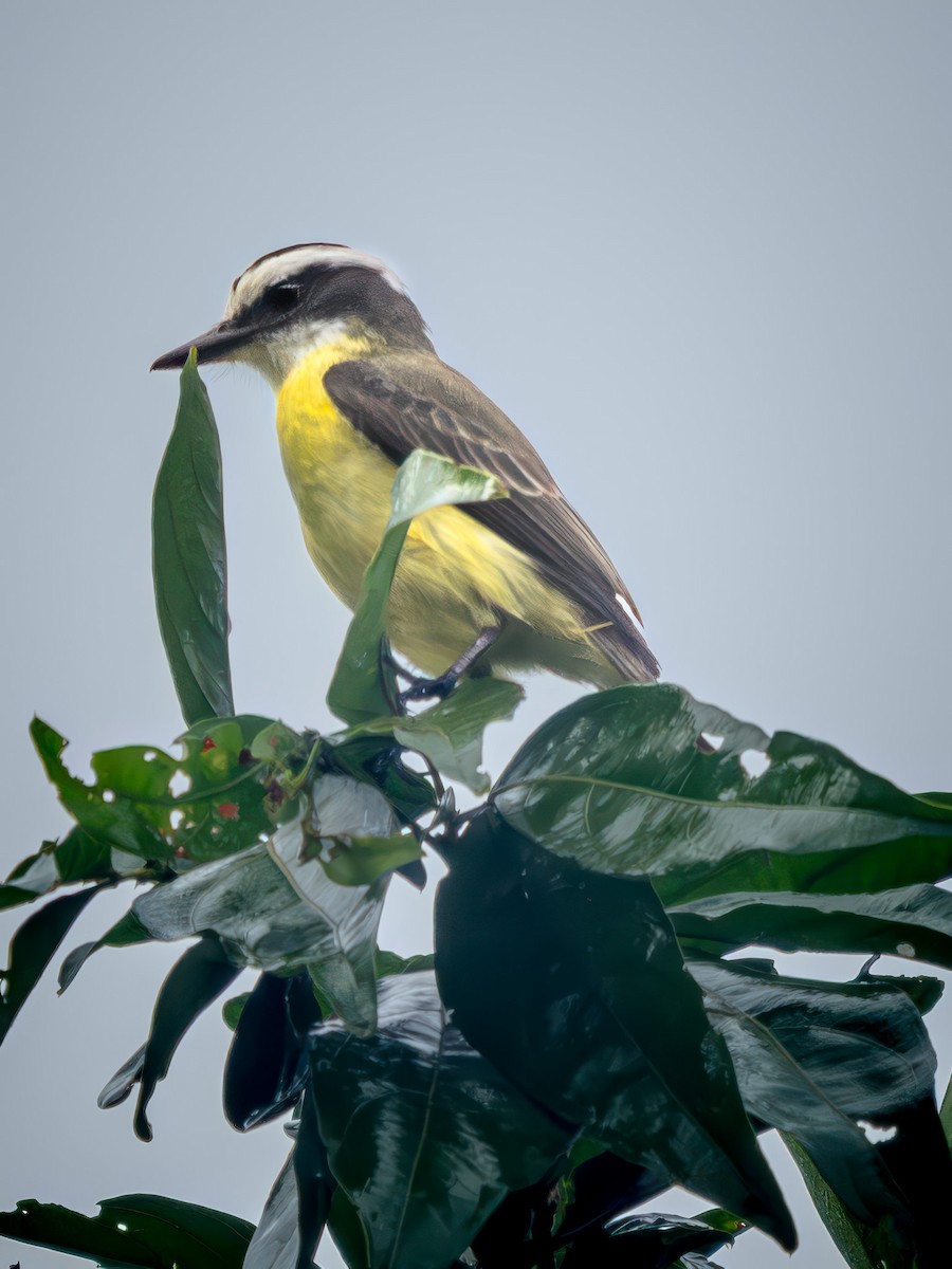 Boat-billed Flycatcher - ML646666011