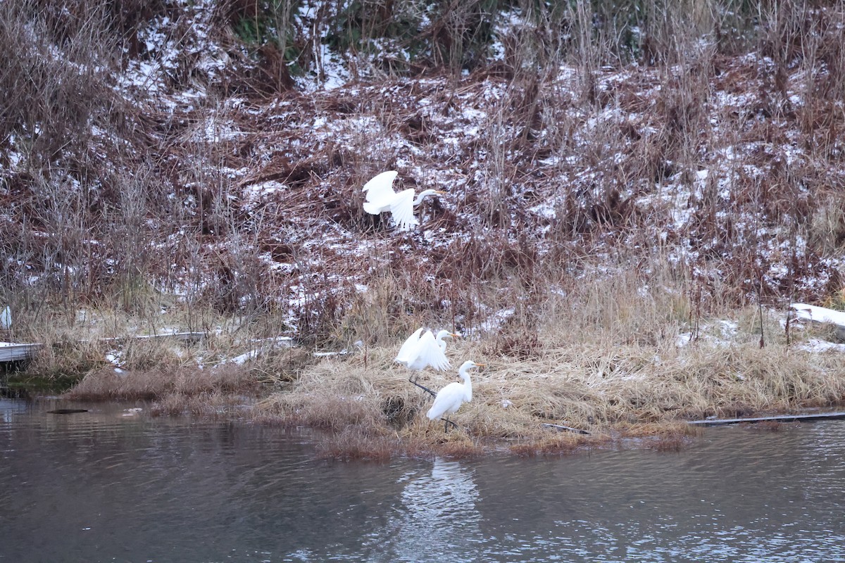 Airone bianco maggiore - ML646666012