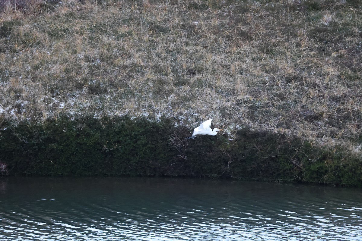 Airone bianco maggiore - ML646666013