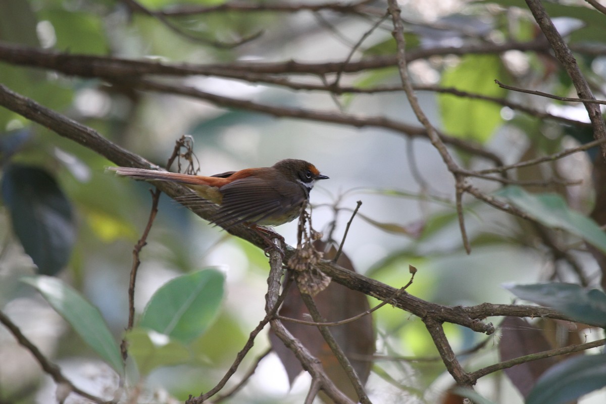 Australian Rufous Fantail - ML646666014