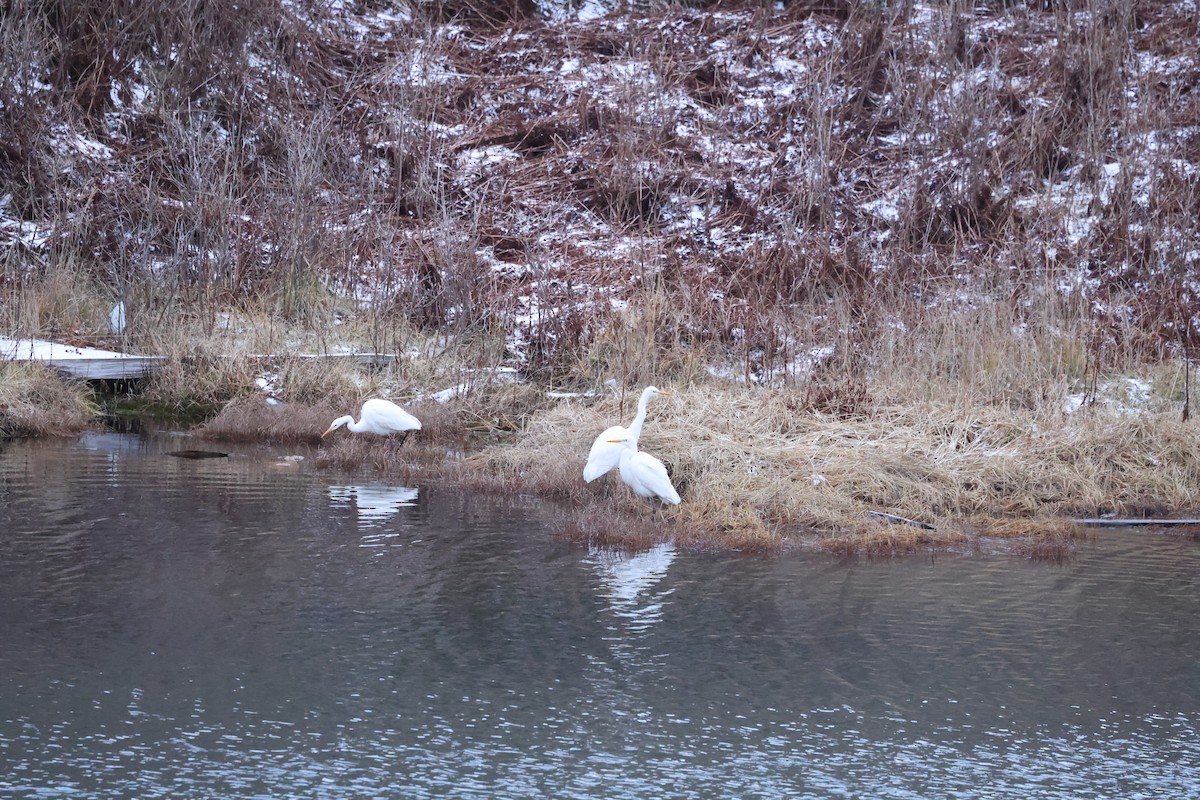 Airone bianco maggiore - ML646666016