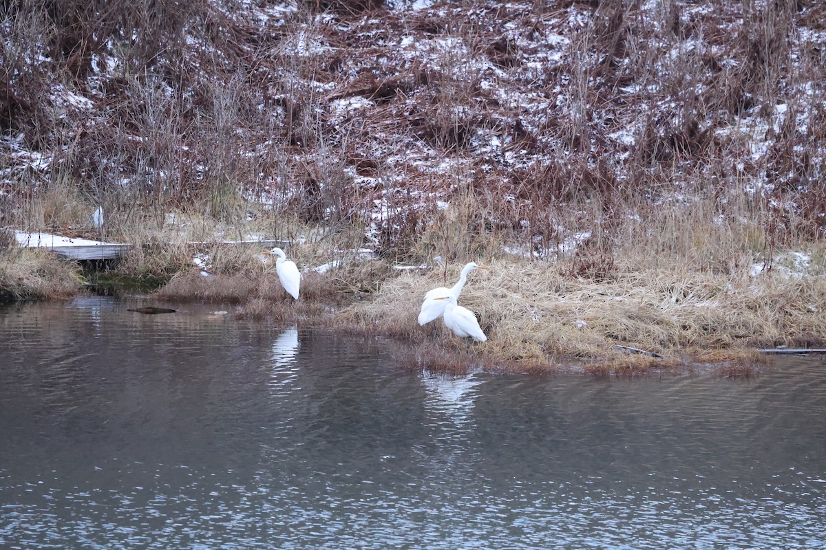 Airone bianco maggiore - ML646666017