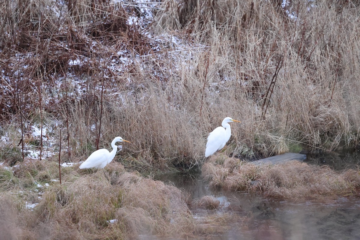 Airone bianco maggiore - ML646666018