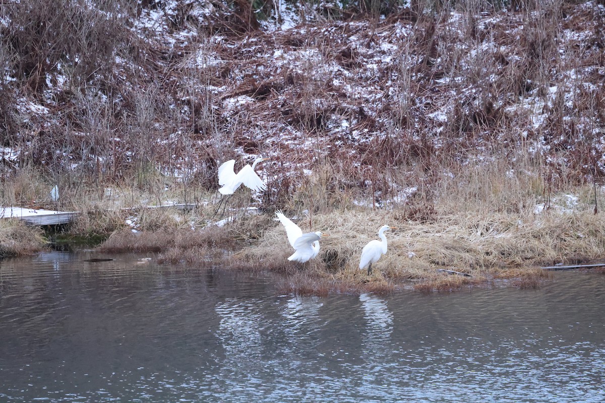 Airone bianco maggiore - ML646666019