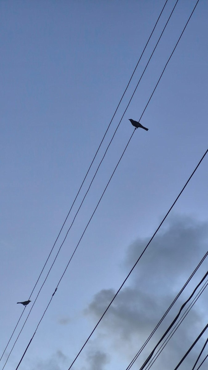 Tangara des palmiers - ML646666021