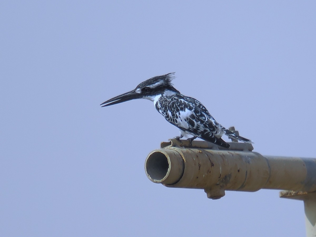 Pied Kingfisher - ML646666022