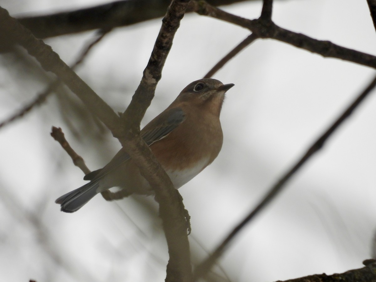 Rotkehl-Hüttensänger - ML646666023