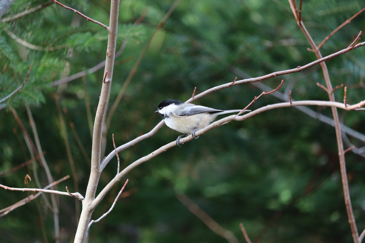 amerikameis - ML646666025