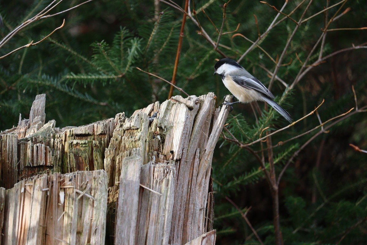 amerikameis - ML646666026