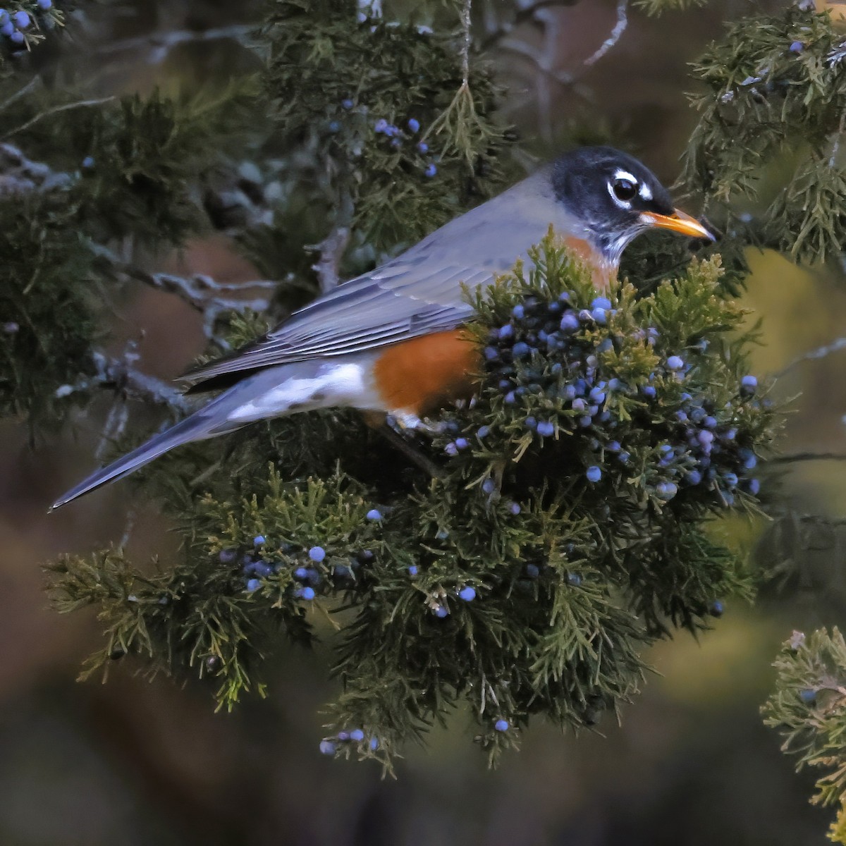 American Robin - ML646666030
