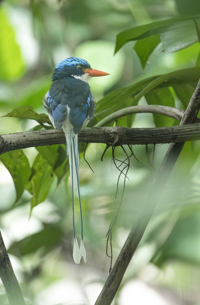 Alción Colilargo Común - ML646666031