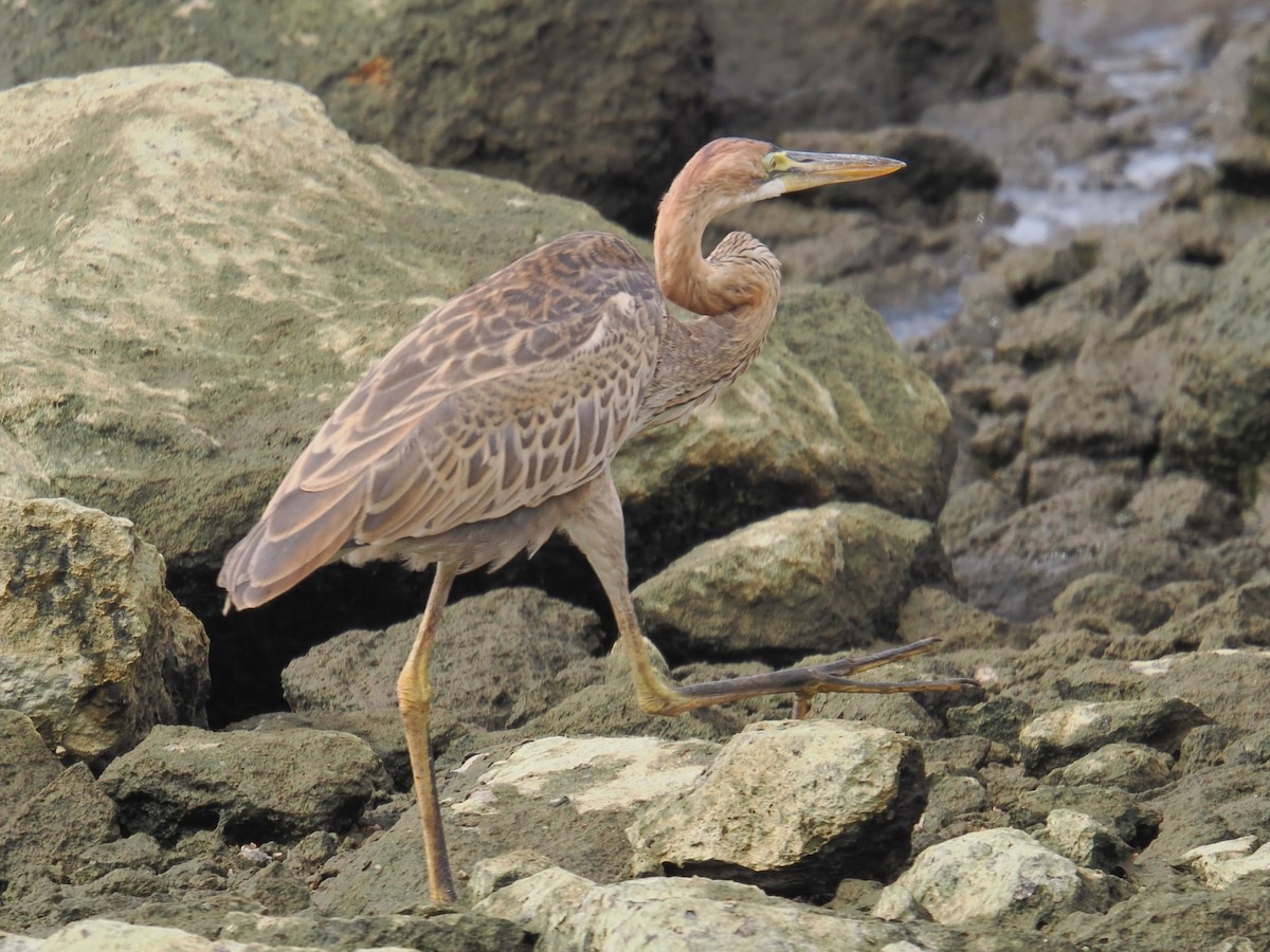 Purple Heron - ML646666032