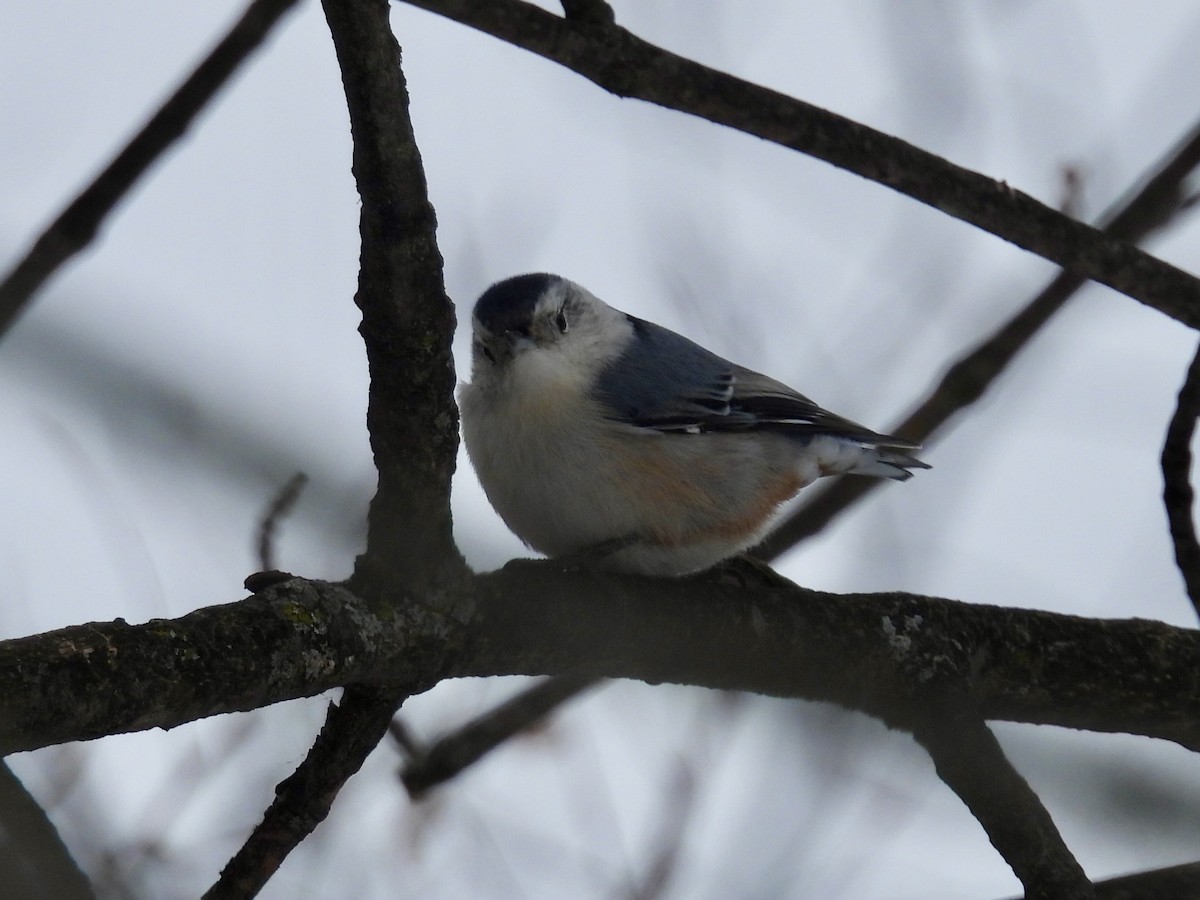 Weißbrustkleiber - ML646666033