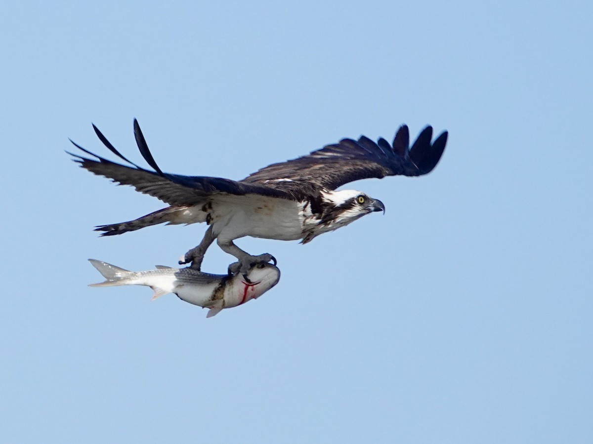 Osprey - ML646666038